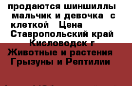 продаются шиншиллы (мальчик и девочка) с клеткой › Цена ­ 2 000 - Ставропольский край, Кисловодск г. Животные и растения » Грызуны и Рептилии   